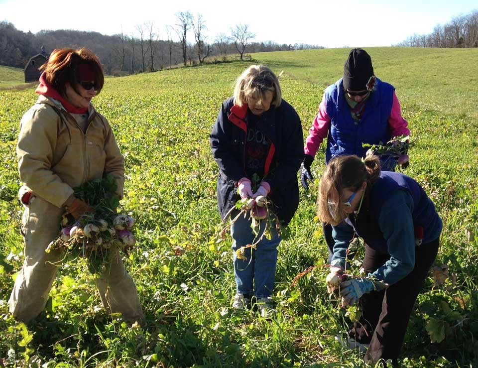 WCHHS staffers working the fields to glean turnips 