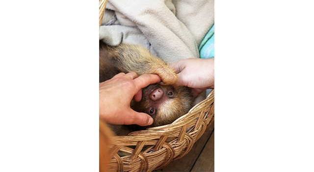 rare-july-17-sloth